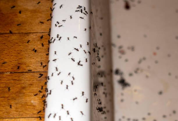 Best Best Pest Control Companies  in Heritage Hills, NY